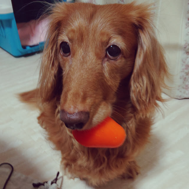 tora.maさんの実例写真