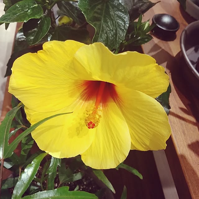 NAOKIさんの部屋