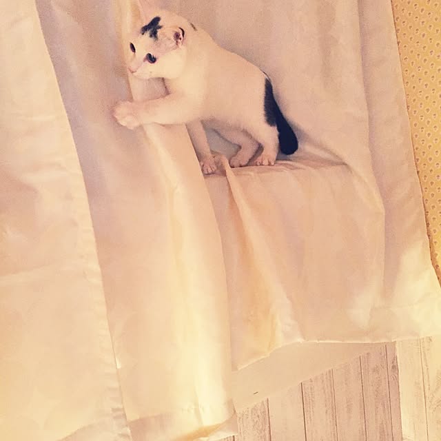 powderさんの実例写真