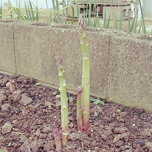 maiさんの実例写真