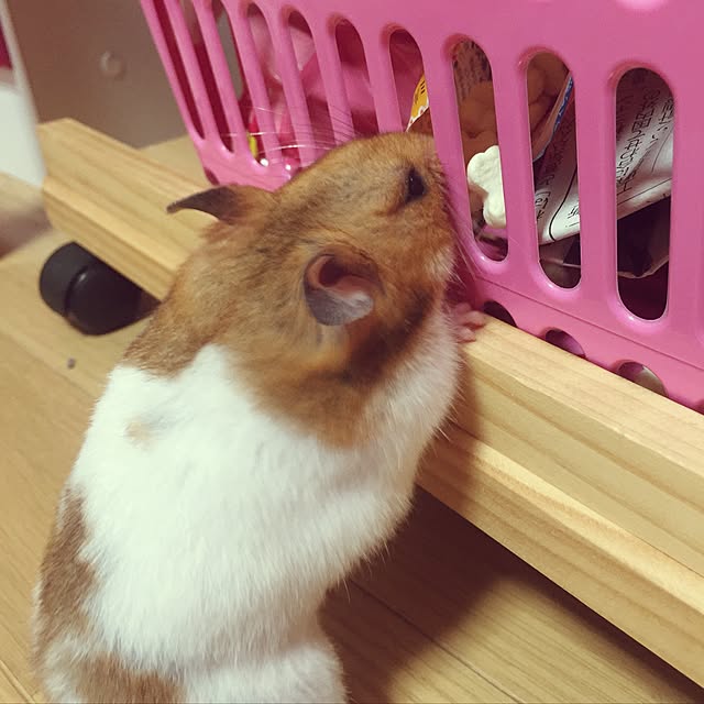 xxxakyxxxさんの実例写真