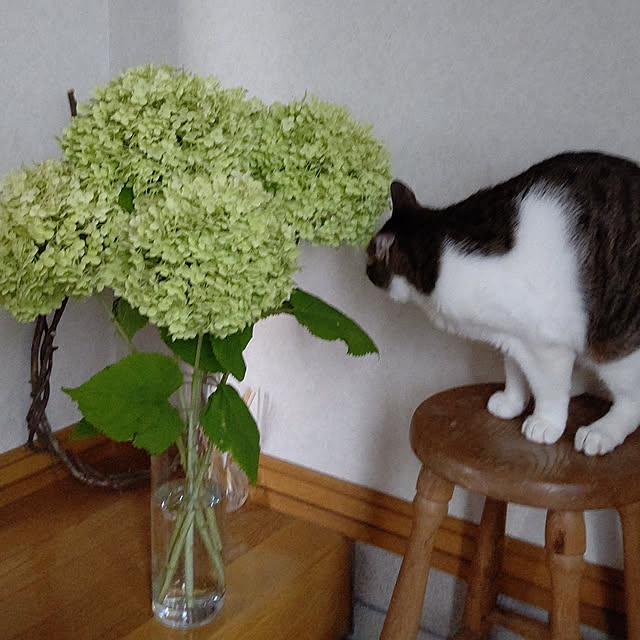 rinさんの実例写真