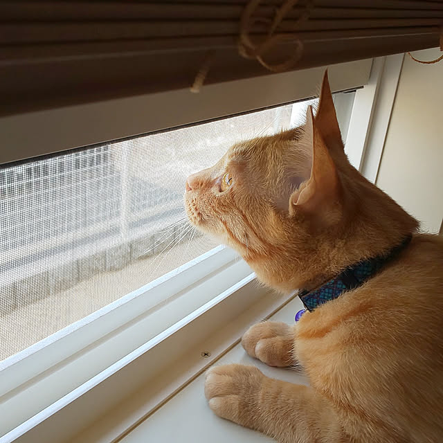 inakojiさんの実例写真