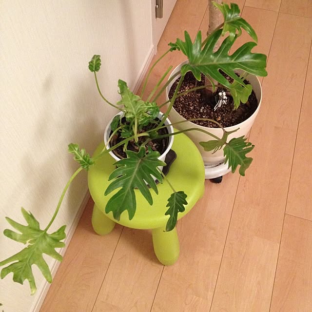 dicekbeetleさんの実例写真