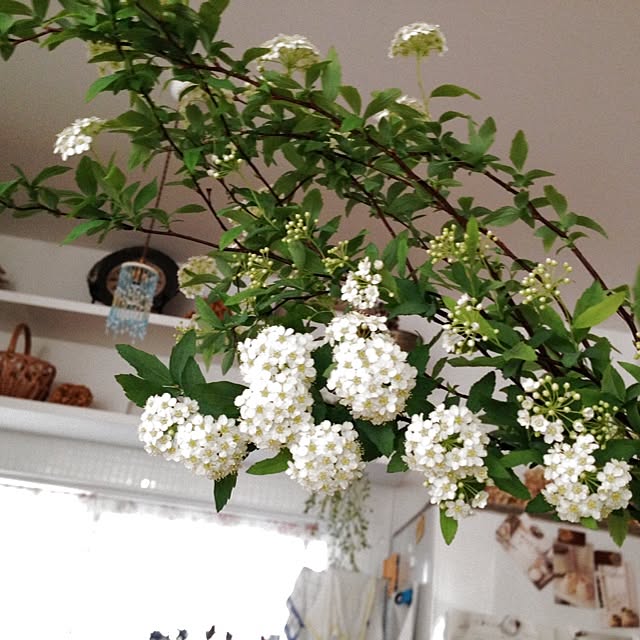 mi.MaMaさんの実例写真