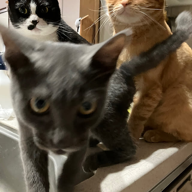 nekoさんの実例写真