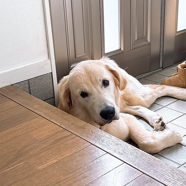 y.frvr.ks-lvyuiさんの部屋