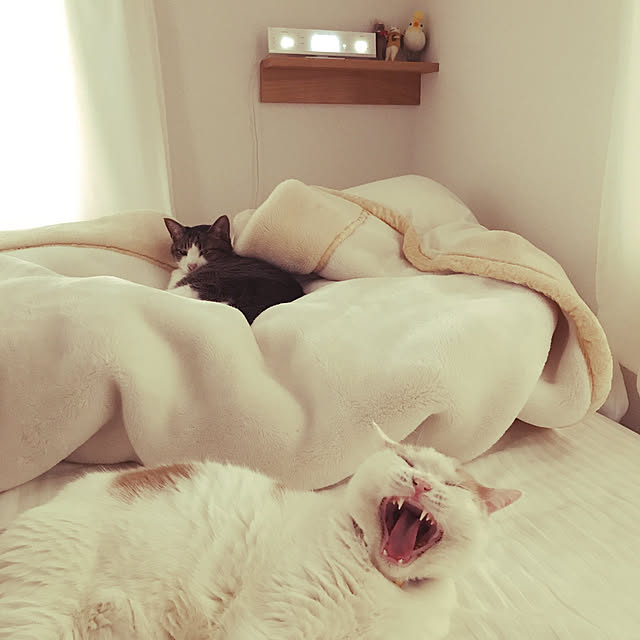 amutantanさんの実例写真