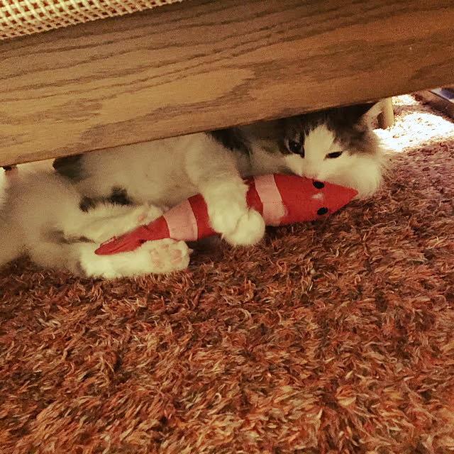 mofさんの実例写真