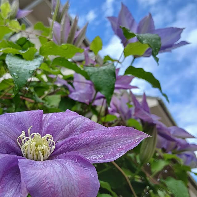 chidorinさんの実例写真