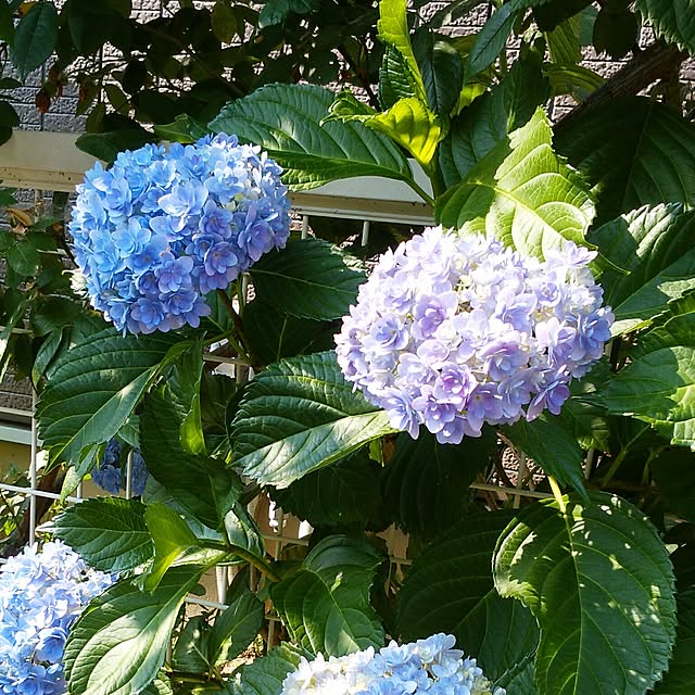 yum0408さんの実例写真
