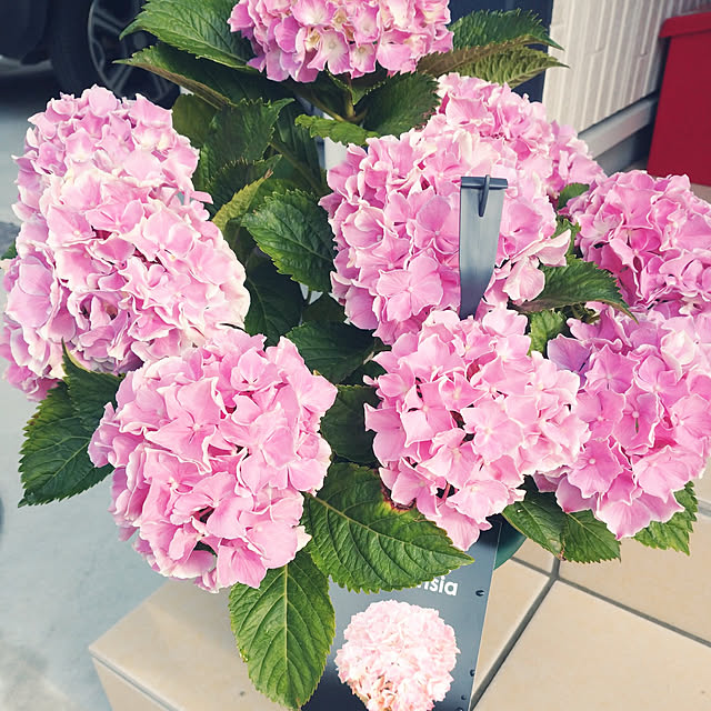 kosabi0506さんの実例写真