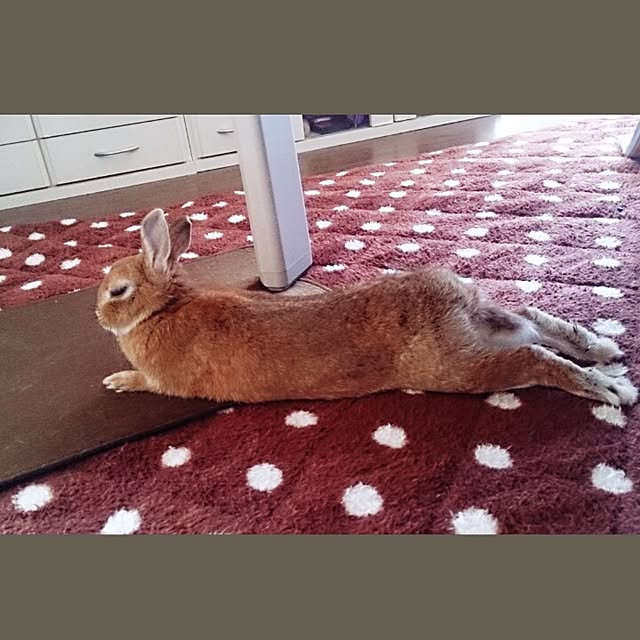 kuuaさんの実例写真