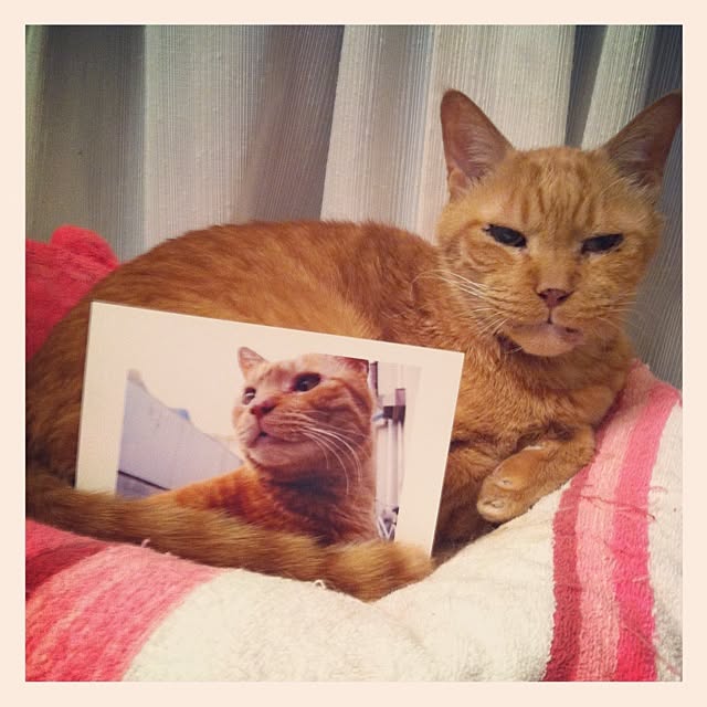 cyokotaroさんの実例写真