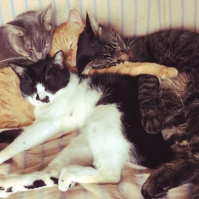 marukoさんの実例写真