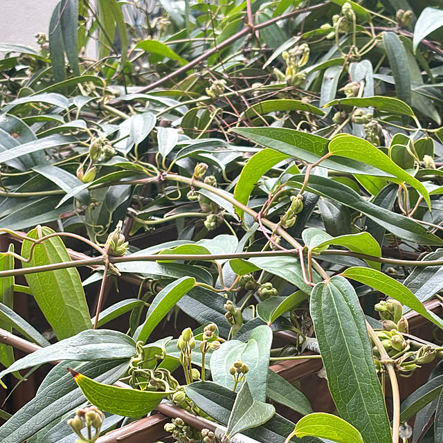 greycatsさんの部屋