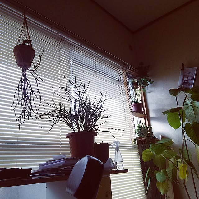 Cheroさんの実例写真