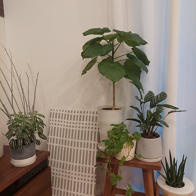 anmomaruさんの部屋