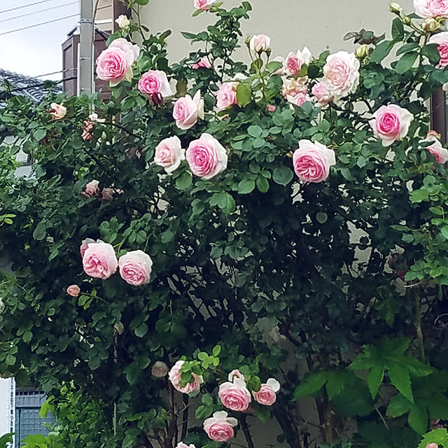 minyan.nekoさんの実例写真