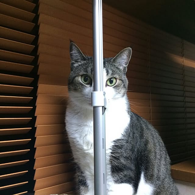 asianoneさんの実例写真