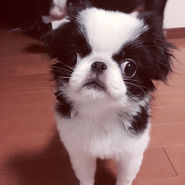 BOSTONさんの実例写真