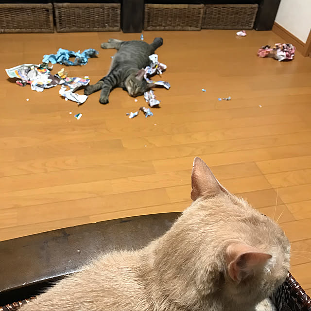 mikan161さんの実例写真