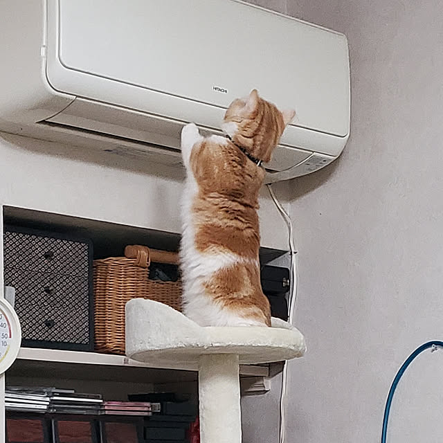 Reikoさんの実例写真