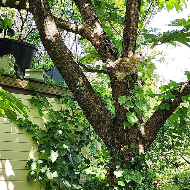 GreenHomeさんの部屋