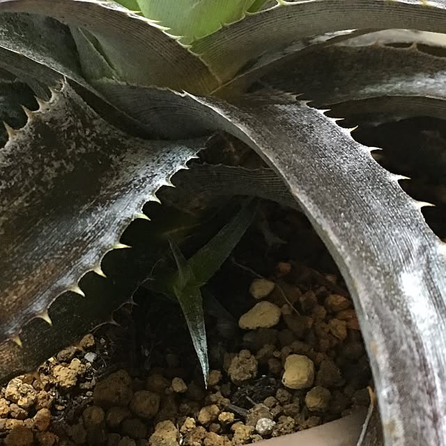 tetra163さんの実例写真