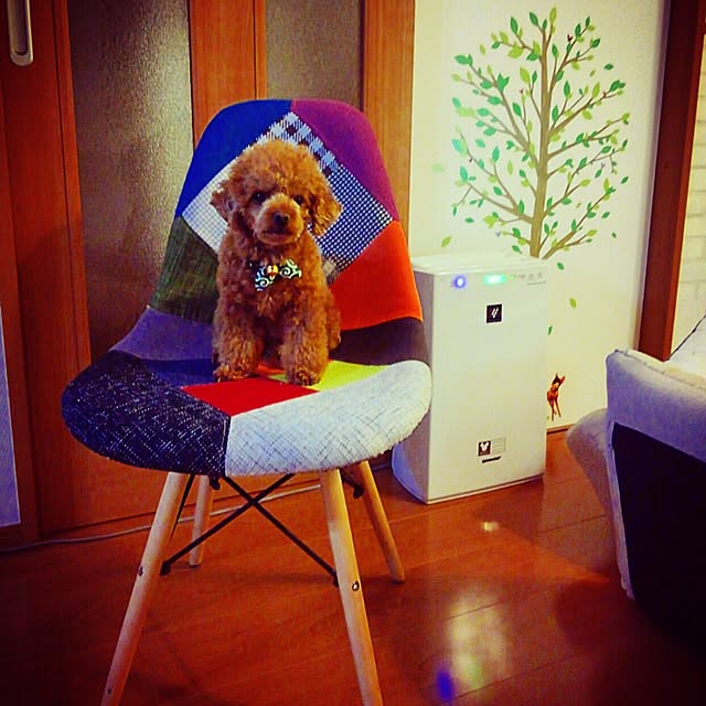 chipinoさんの実例写真