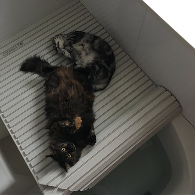 mikomaruさんの実例写真
