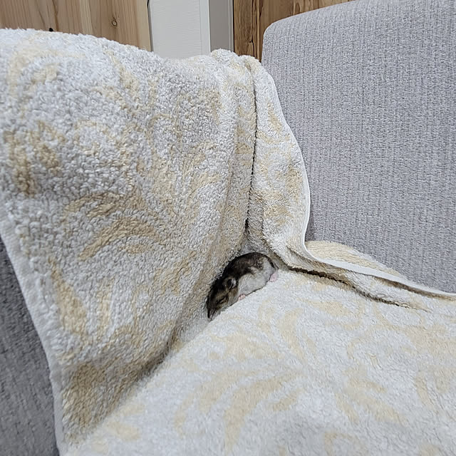 every1149さんの実例写真
