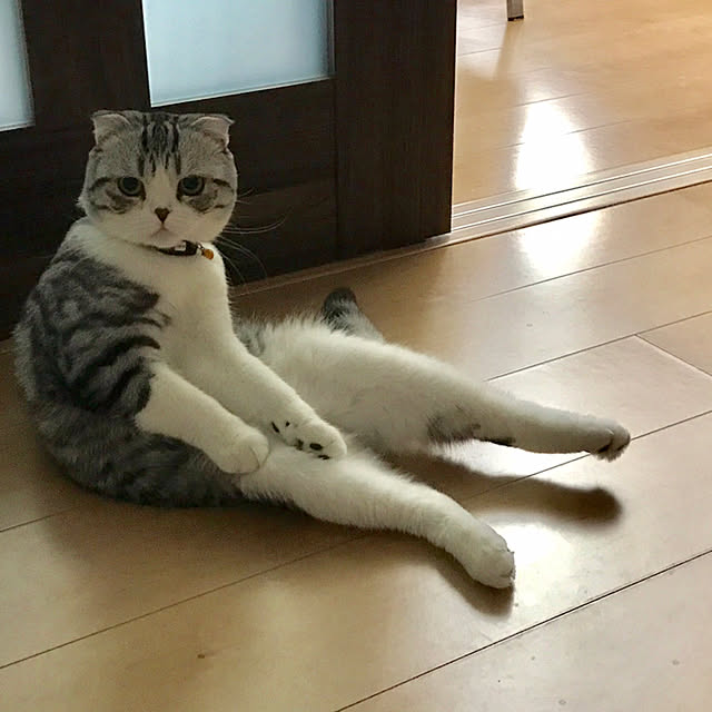 Dahliaさんの実例写真
