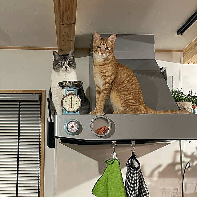 yucciさんの実例写真