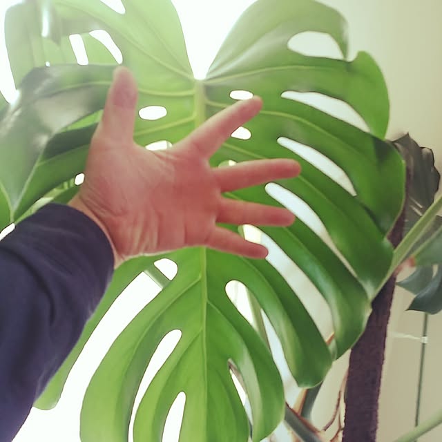 riku-papaさんの実例写真