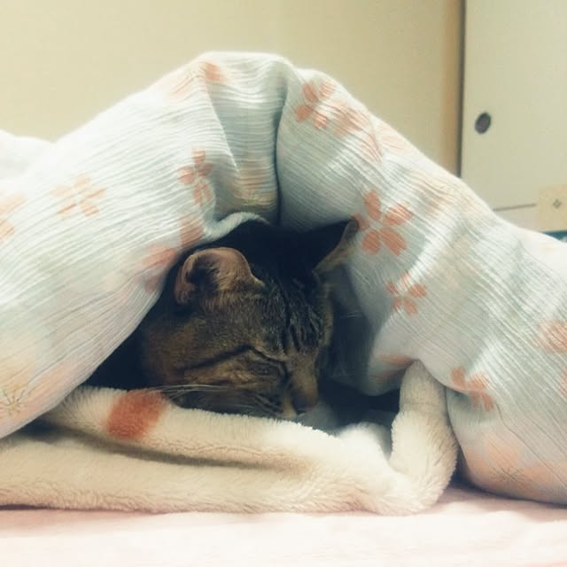 kittenblueさんの実例写真