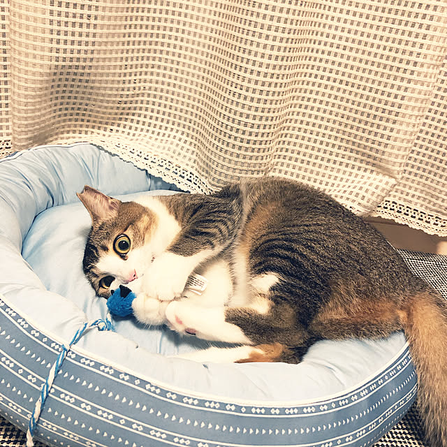nekomiさんの実例写真