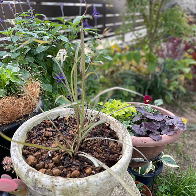 buchiさんの部屋