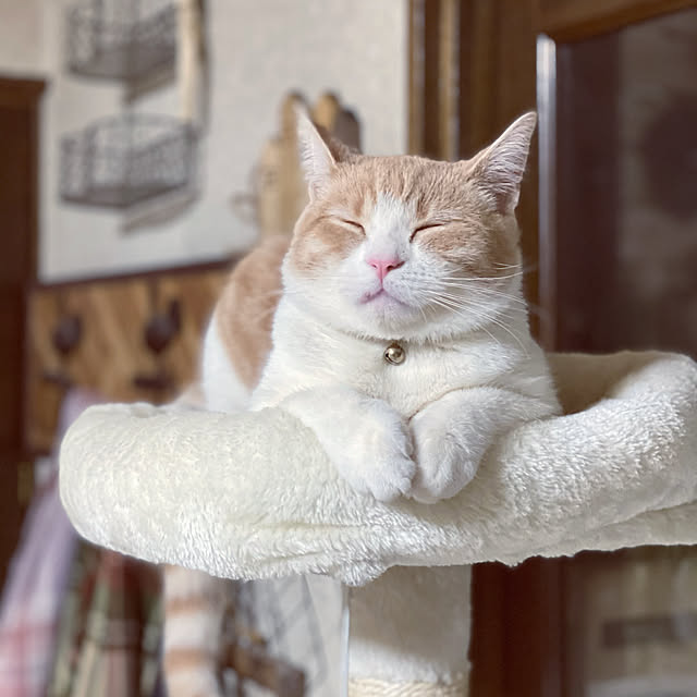 mintteaさんの実例写真