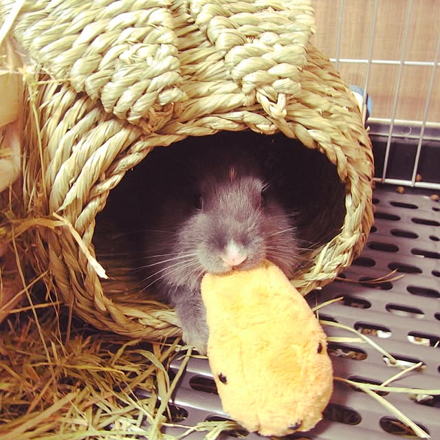 meeeeeeeeeiさんの実例写真