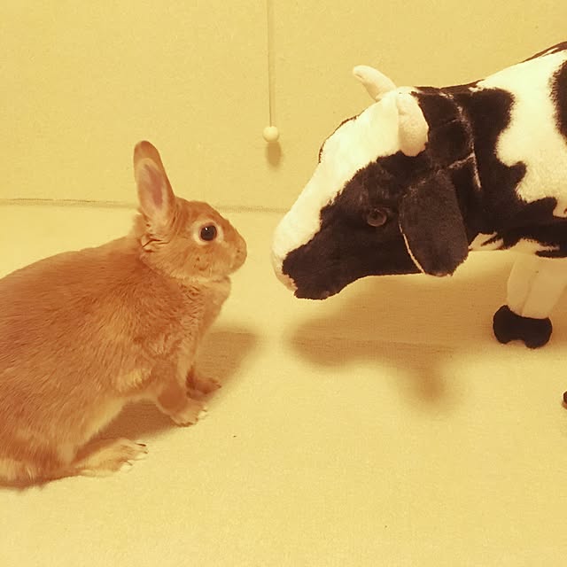 switchさんの実例写真