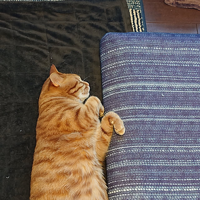 okyosan101さんの実例写真