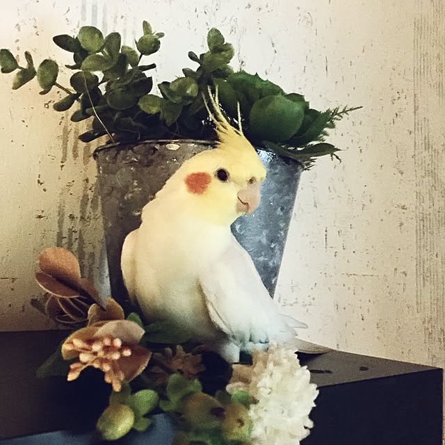mamyuさんの実例写真