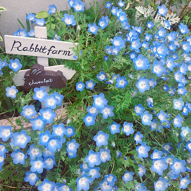 portulacaさんの実例写真