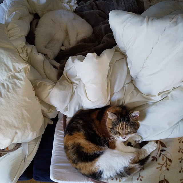yukieさんの実例写真