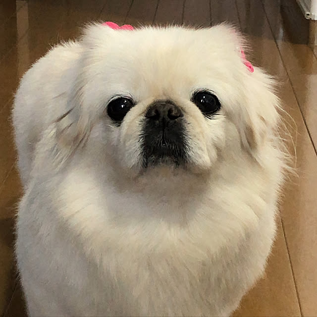 部屋全体/愛犬と暮らすのインテリア実例 - 2019-02-09 11:41:17
