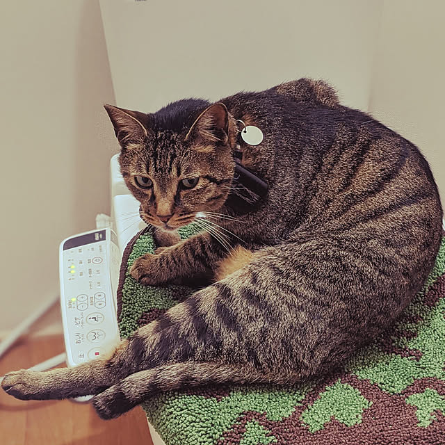 バス/トイレ/ねこのいる風景/猫/ねこのいる日常/ねこと暮らす。...などのインテリア実例 - 2021-01-31 14:23:22