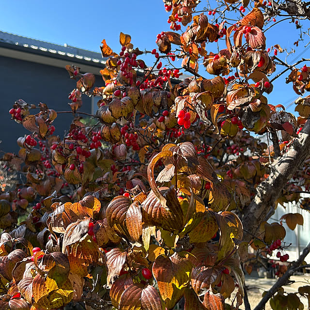 naru.miku.720さんの部屋