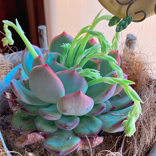 Hanakaさんの部屋