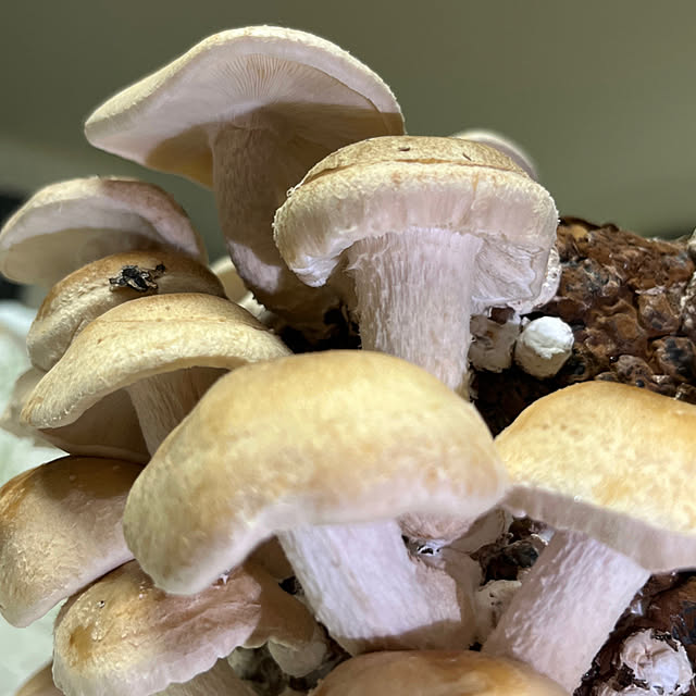 yukarin-gardenさんの部屋